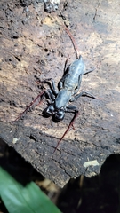 Mastigoproctus brasilianus