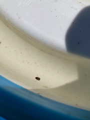 Neoplea striola