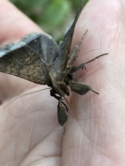 Coremagnatha orionalis