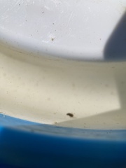 Neoplea striola
