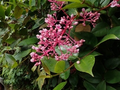 Medinilla speciosa