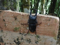 Odontolabis leuthneri