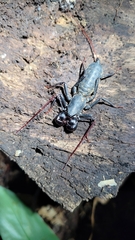 Mastigoproctus brasilianus