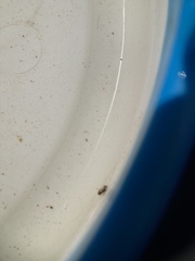 Neoplea striola