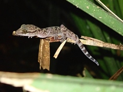 Cyrtodactylus baluensis