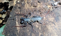 Mastigoproctus brasilianus