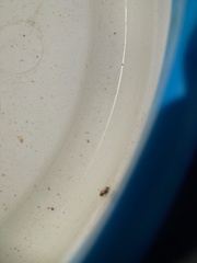 Neoplea striola