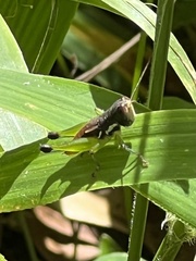 Methiolopsis geniculata