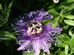 Passiflora incarnata × cincinnata