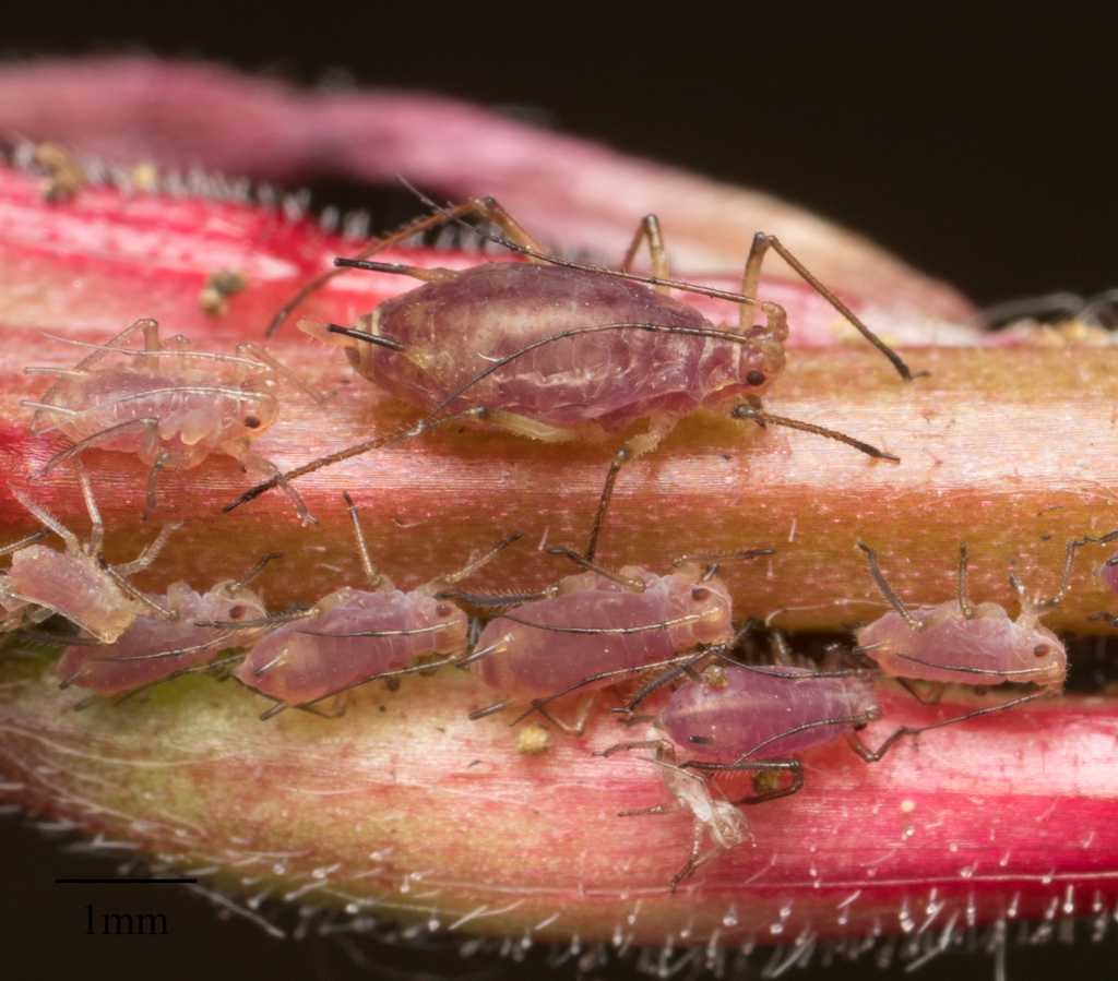 Beeblossom Aphid