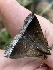 Coremagnatha orionalis