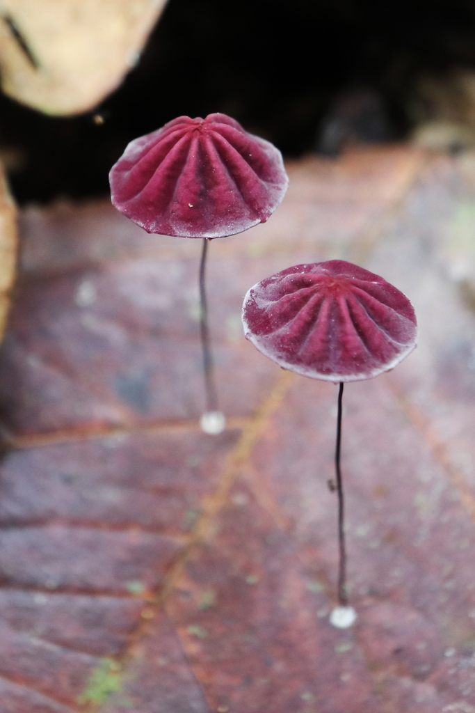 Marasmius haematocephalus · May 2018 · photo: © mckittre (iNaturalist, cc-by)
