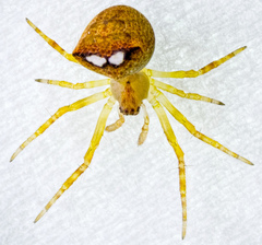 Araneus bispinosus
