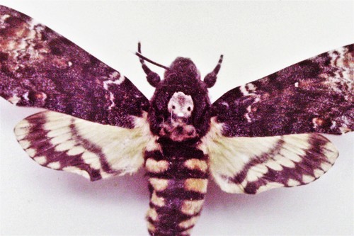 Death's Head Hawkmoth