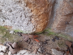 Engaeus hemicirratulus