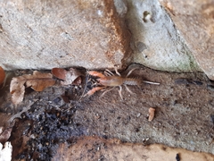 Engaeus hemicirratulus