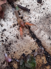 Engaeus hemicirratulus