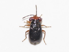 Isthmocoris piceus