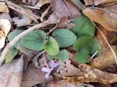 Viola villosa