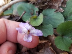 Viola villosa