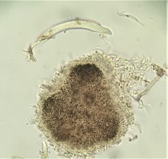 Cystotheca wrightii