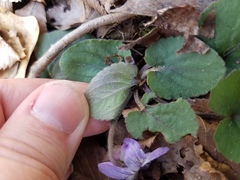 Viola villosa