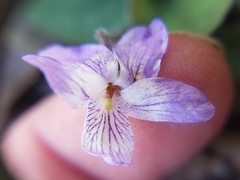 Viola villosa