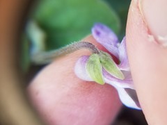 Viola villosa