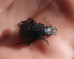 Calosoma cancellatum