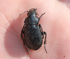 Calosoma cancellatum