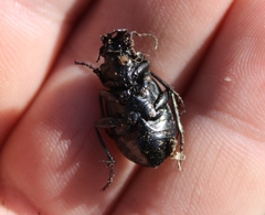 Calosoma cancellatum