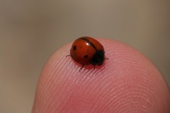 Brumoides septentrionis