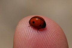 Brumoides septentrionis