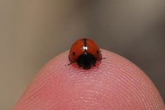 Brumoides septentrionis