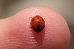 Brumoides septentrionis