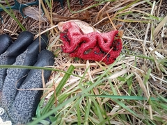 Clathrus