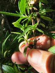 Neolasioptera mimuli