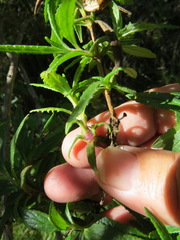 Neolasioptera mimuli