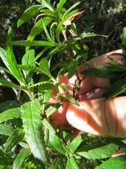 Neolasioptera mimuli