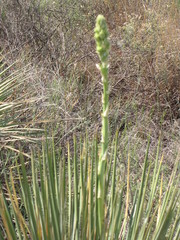 Yucca reverchonii