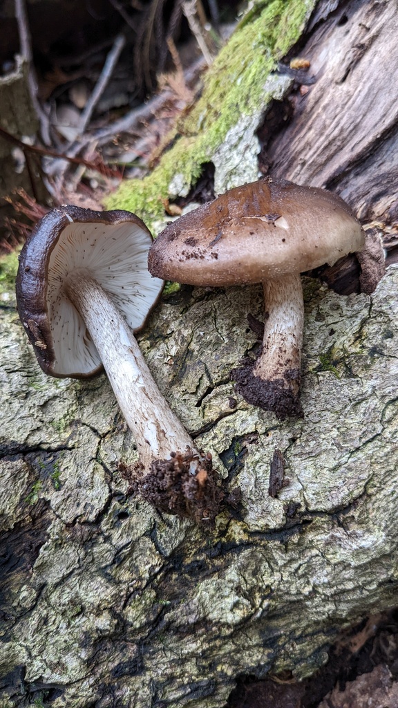 Pluteus cervinus · March 2022 · photo: © atsushi_nakajima_cirque (iNaturalist, cc-by)