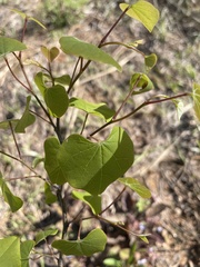 Cercis canadensis image