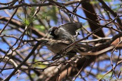 Passer domesticus