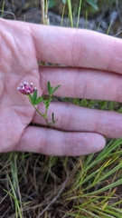Trifolium willdenovii