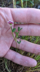 Trifolium willdenovii