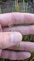 Trifolium willdenovii