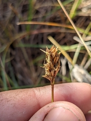 Carex pansa