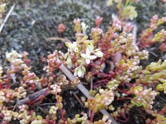 Sedum pusillum