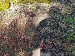 Sedum pusillum