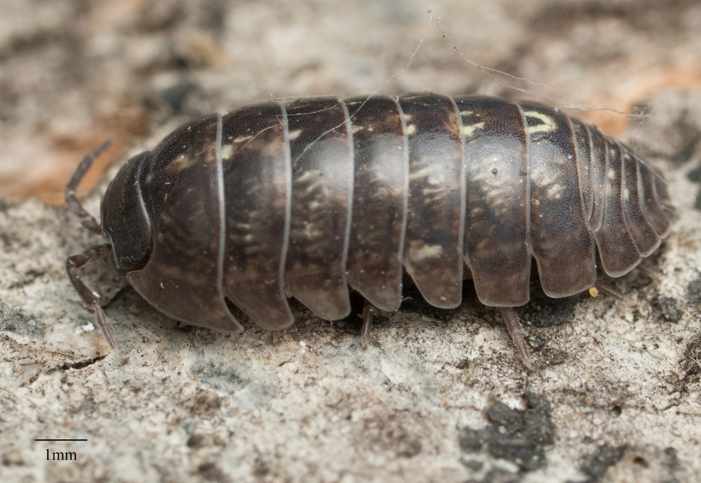 Common Pill Woodlouse Field Guide To Spark Invertebrates Inaturalist